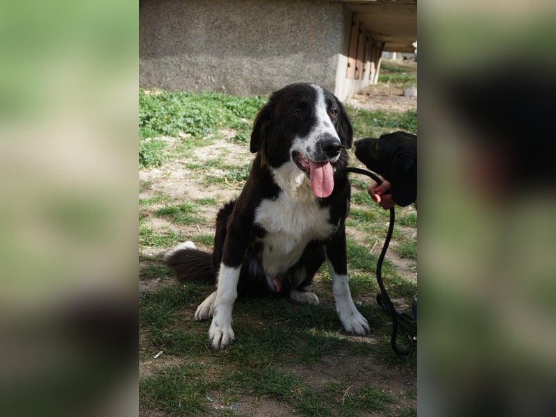 Trojancho - Wegbegleiter in perfektem Alter sucht sein ForeverHome