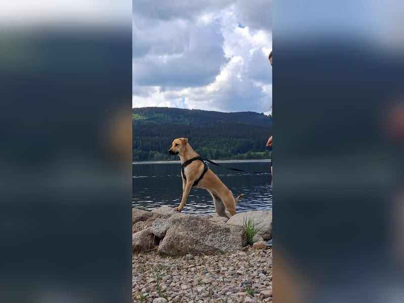 Ronja - sucht hundeerfahrende Menschen, die sie anleiten und ein liebevolles Zuhause