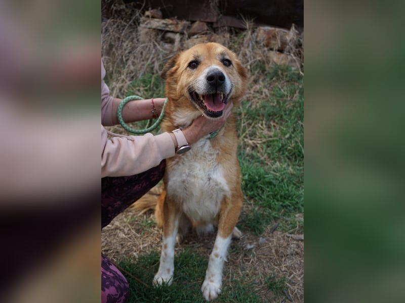 Rocco - grosser toller Hund sucht Euch!
