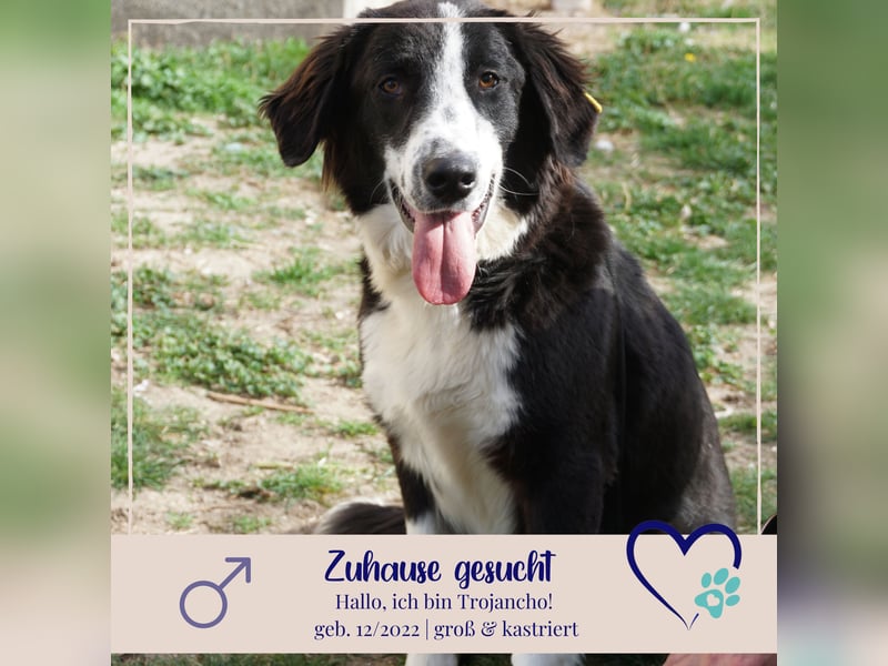 Trojancho - Wegbegleiter in perfektem Alter sucht sein ForeverHome