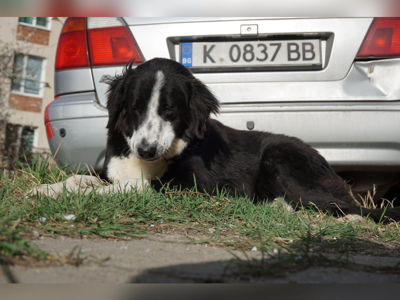Trojancho - Wegbegleiter in perfektem Alter sucht sein ForeverHome