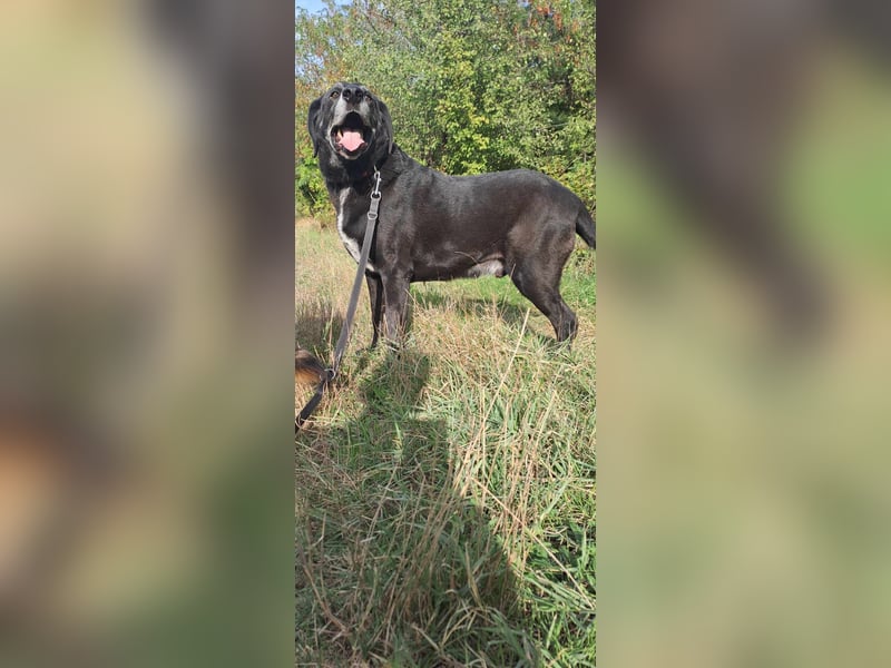 Milo - sanfter Riese