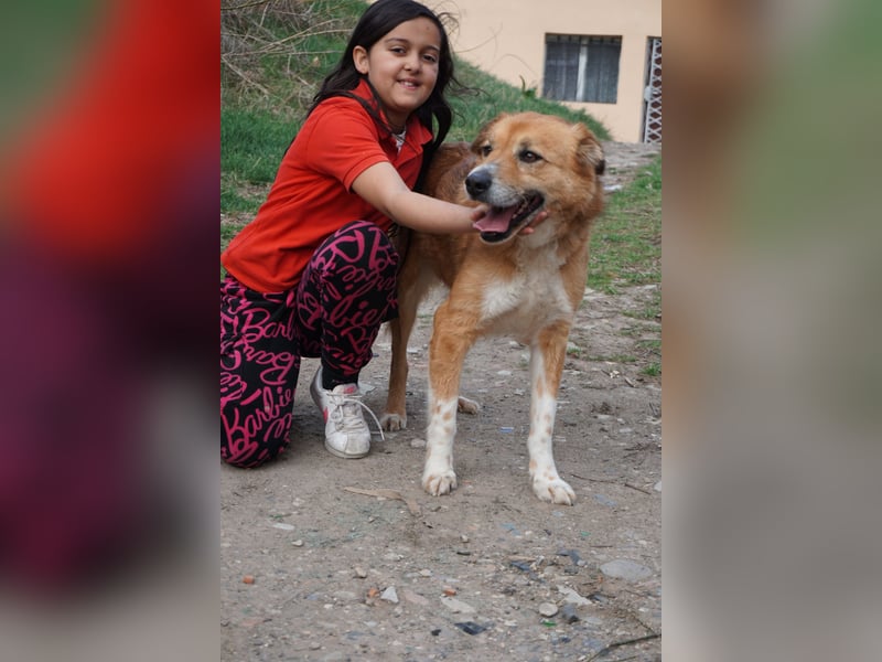 Rocco - grosser toller Hund sucht Euch!