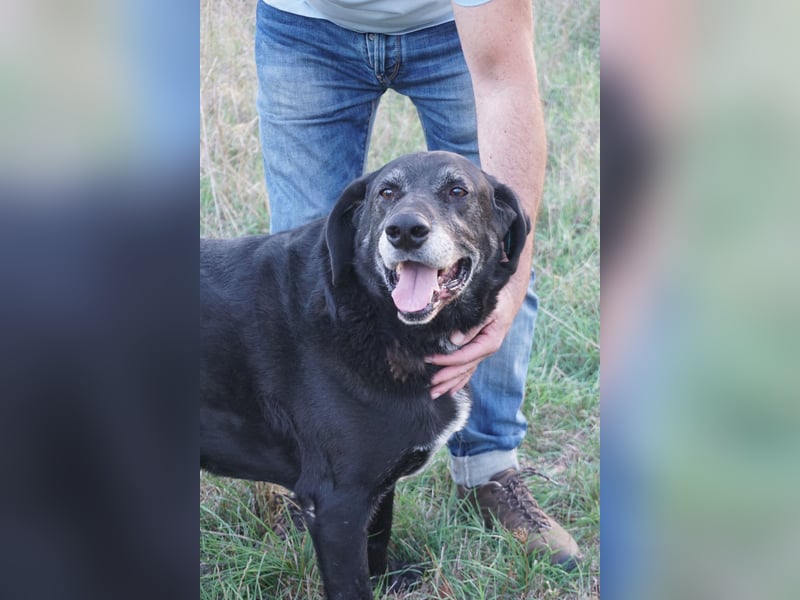 Milo - sanfter Riese