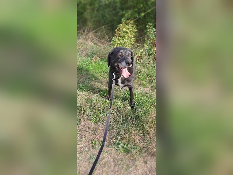 Milo - sanfter Riese