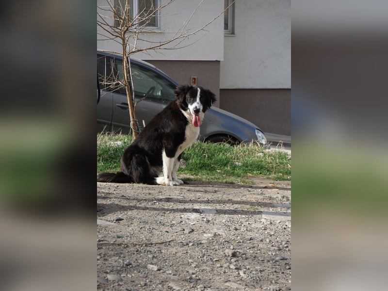 Trojancho - Wegbegleiter in perfektem Alter sucht sein ForeverHome
