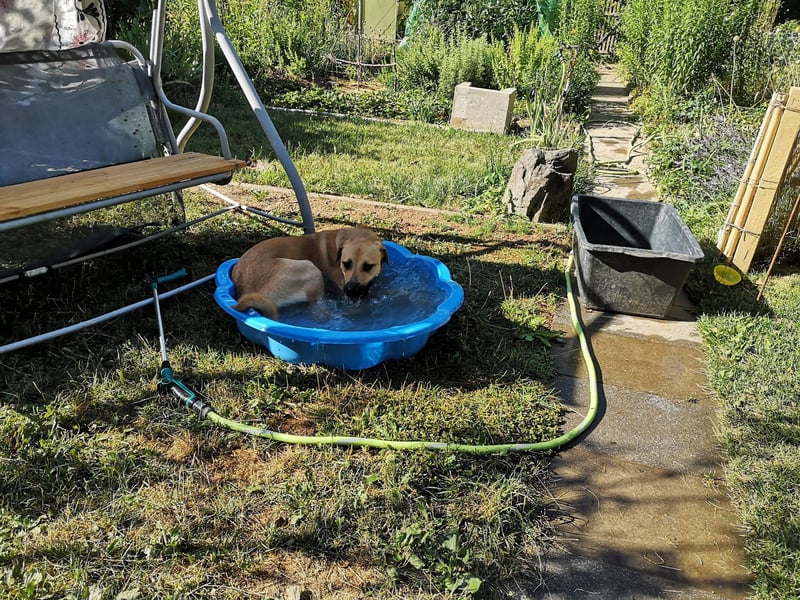 Ronja - sucht hundeerfahrende Menschen, die sie anleiten und ein liebevolles Zuhause