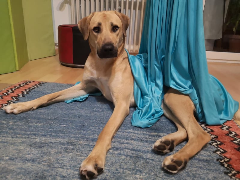 Ronja - sucht hundeerfahrende Menschen, die sie anleiten und ein liebevolles Zuhause