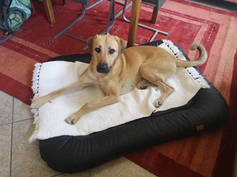 Ronja - sucht hundeerfahrende Menschen, die sie anleiten und ein liebevolles Zuhause