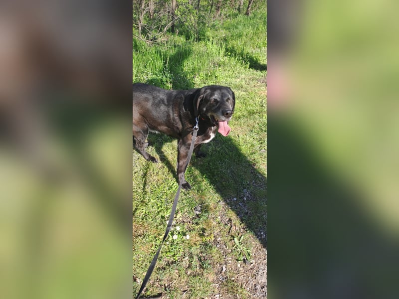 Milo - sanfter Riese