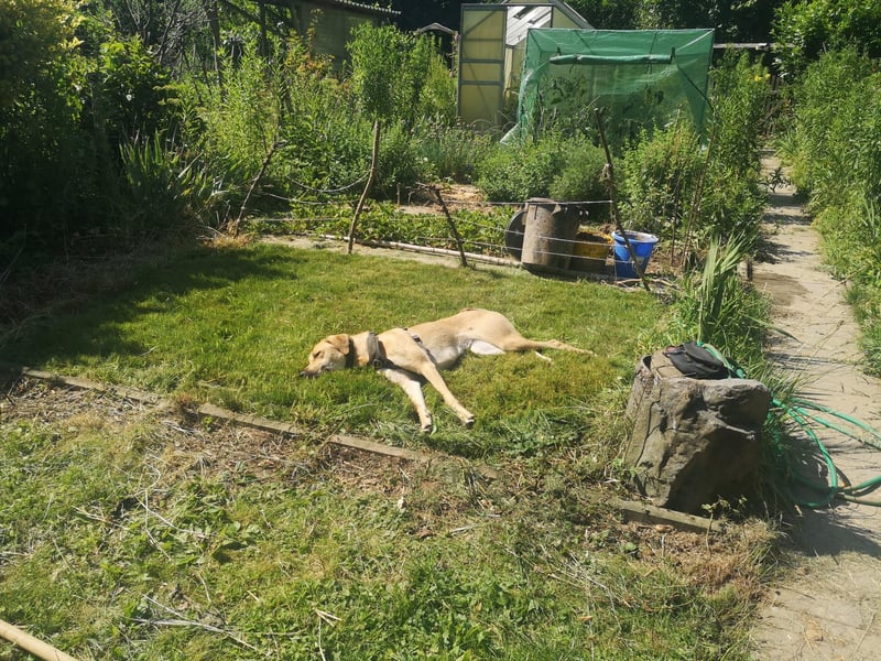 Ronja - sucht hundeerfahrende Menschen, die sie anleiten und ein liebevolles Zuhause