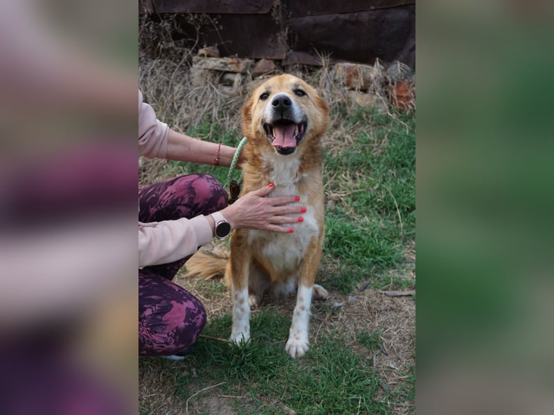 Rocco - grosser toller Hund sucht Euch!