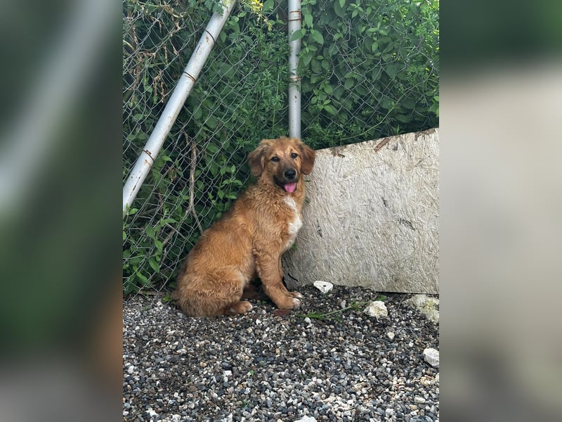 Dalia - neugierige junge Hündin - sucht dich