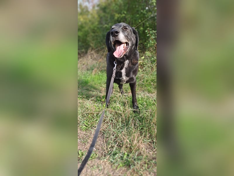 Milo - sanfter Riese