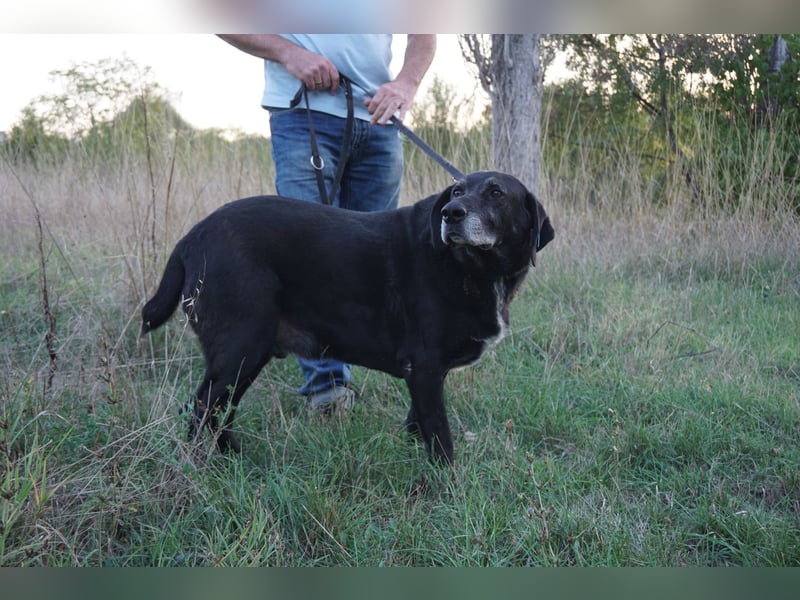 Milo - sanfter Riese