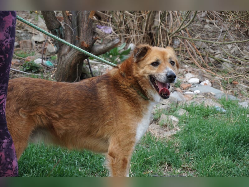 Rocco - grosser toller Hund sucht Euch!