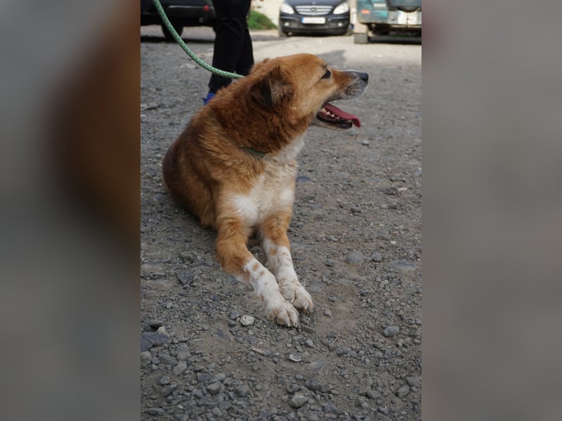 Rocco - grosser toller Hund sucht Euch!