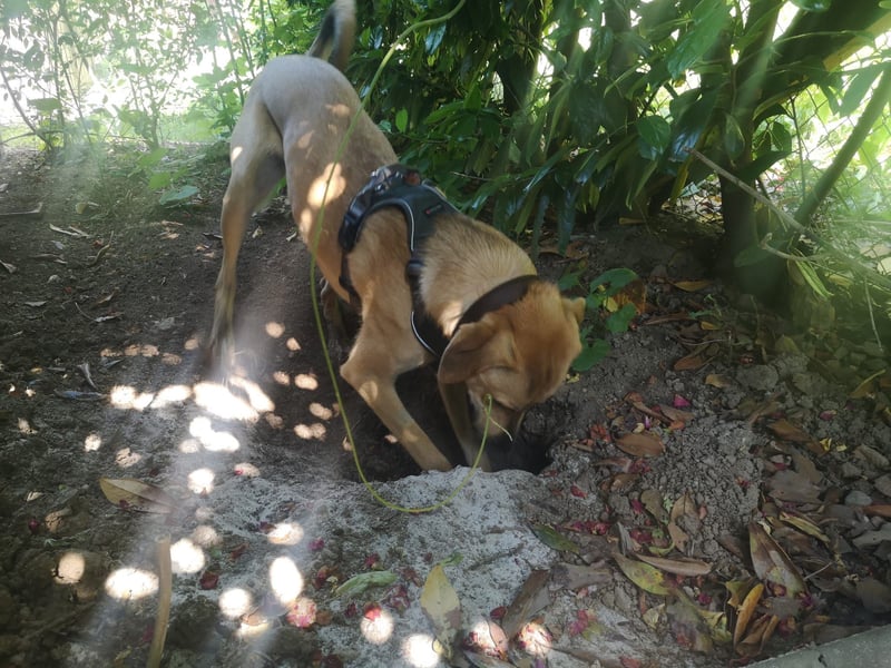 Ronja - sucht hundeerfahrende Menschen, die sie anleiten und ein liebevolles Zuhause
