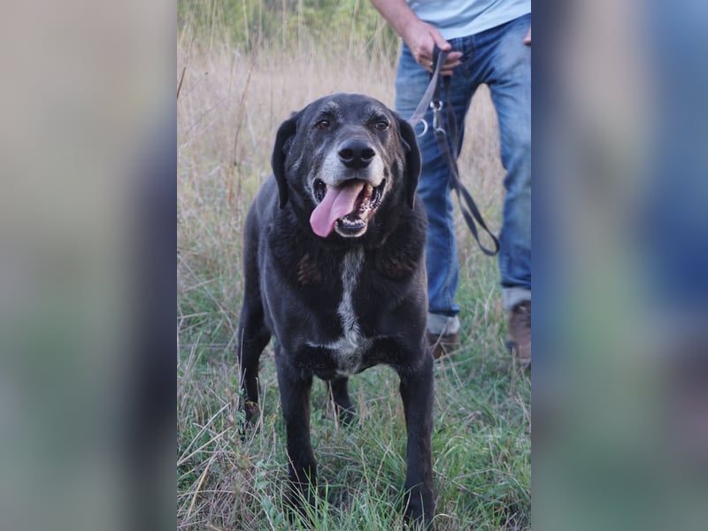 Milo - sanfter Riese