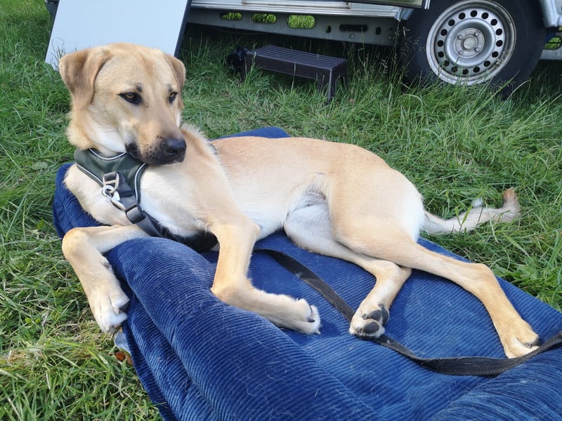 Ronja - sucht hundeerfahrende Menschen, die sie anleiten und ein liebevolles Zuhause