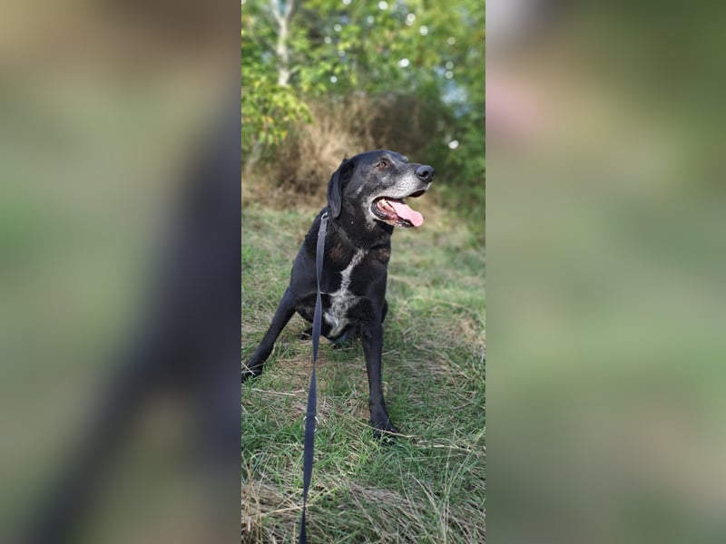 Milo - sanfter Riese