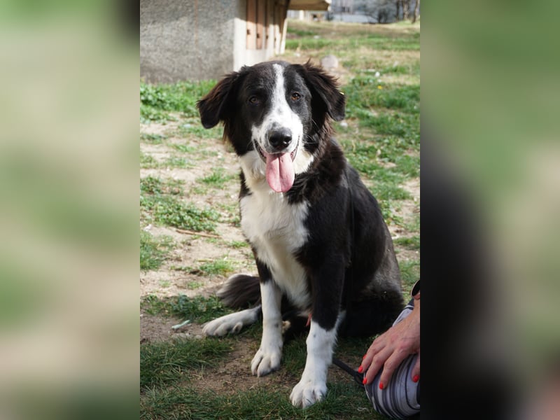 Trojancho - Wegbegleiter in perfektem Alter sucht sein ForeverHome