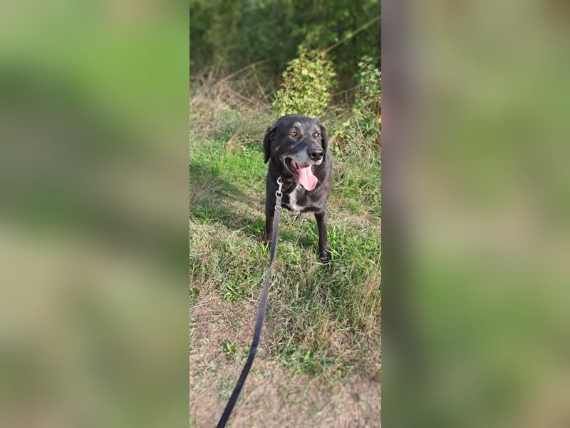 Milo - sanfter Riese