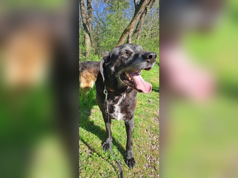 Milo - sanfter Riese