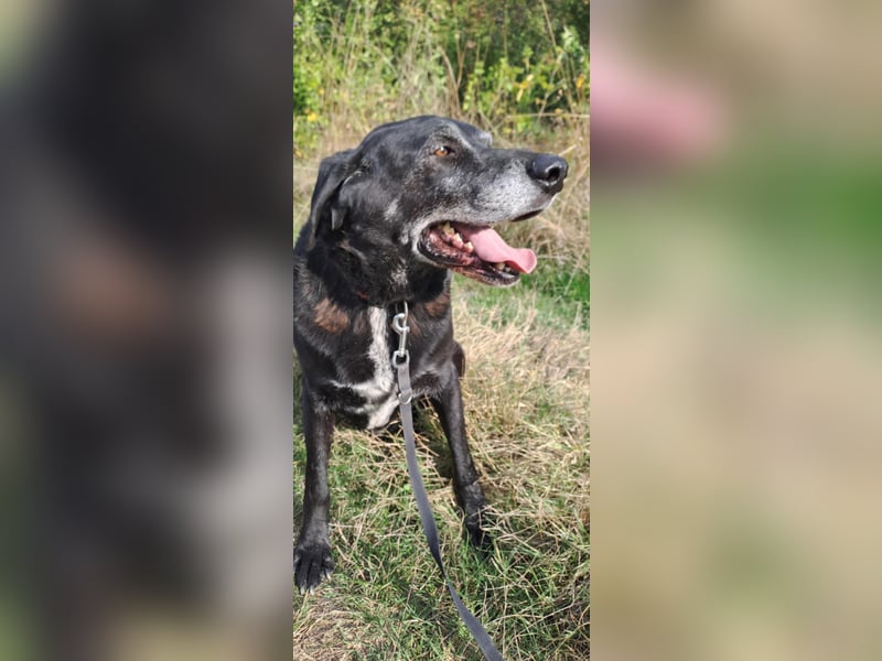 Milo - sanfter Riese