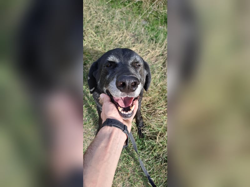 Milo - sanfter Riese