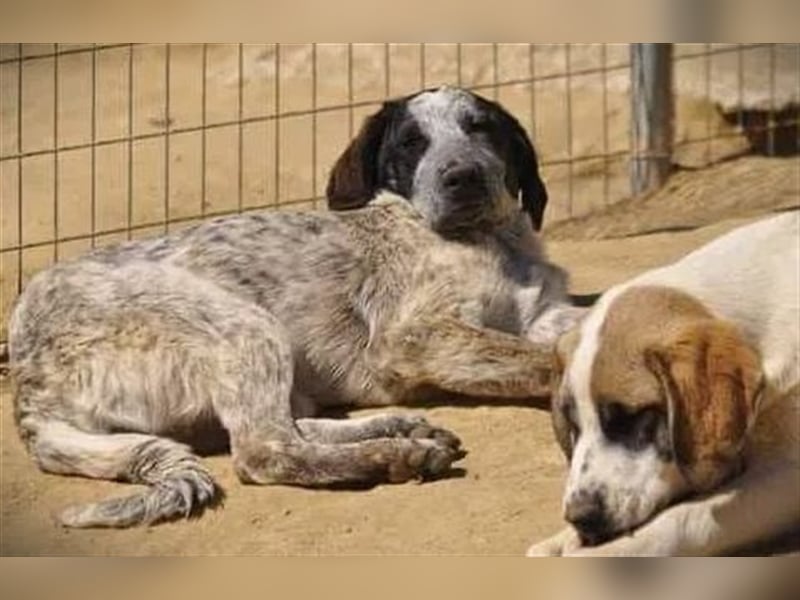Colette, die kleine hübsche Schnüffelnase ist auf der Suche nach einem Zuhause!