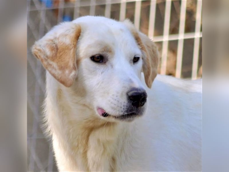 Flower sucht Menschen mit Herz, Humor und Hundeverstand!