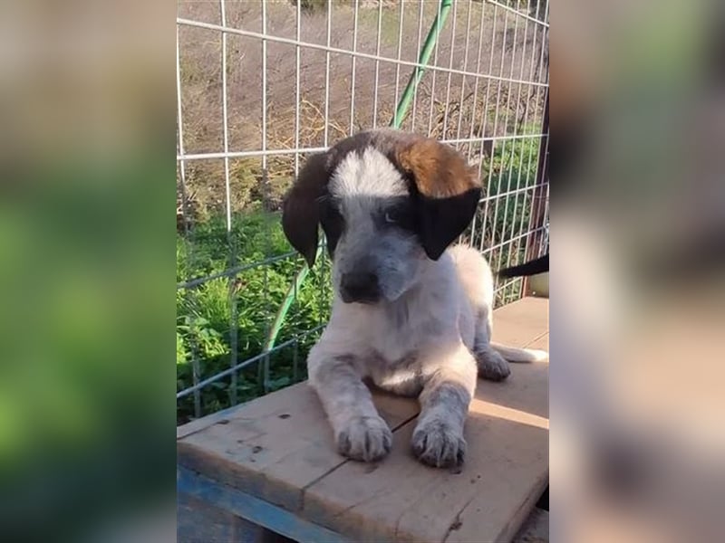 Colette, die kleine hübsche Schnüffelnase ist auf der Suche nach einem Zuhause!