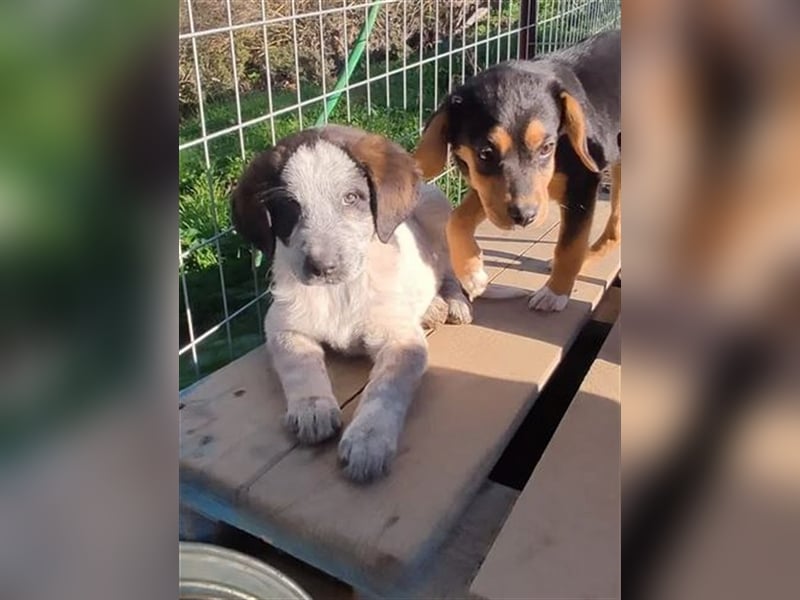 Colette, die kleine hübsche Schnüffelnase ist auf der Suche nach einem Zuhause!