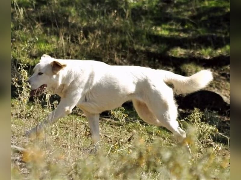 Flower sucht Menschen mit Herz, Humor und Hundeverstand!