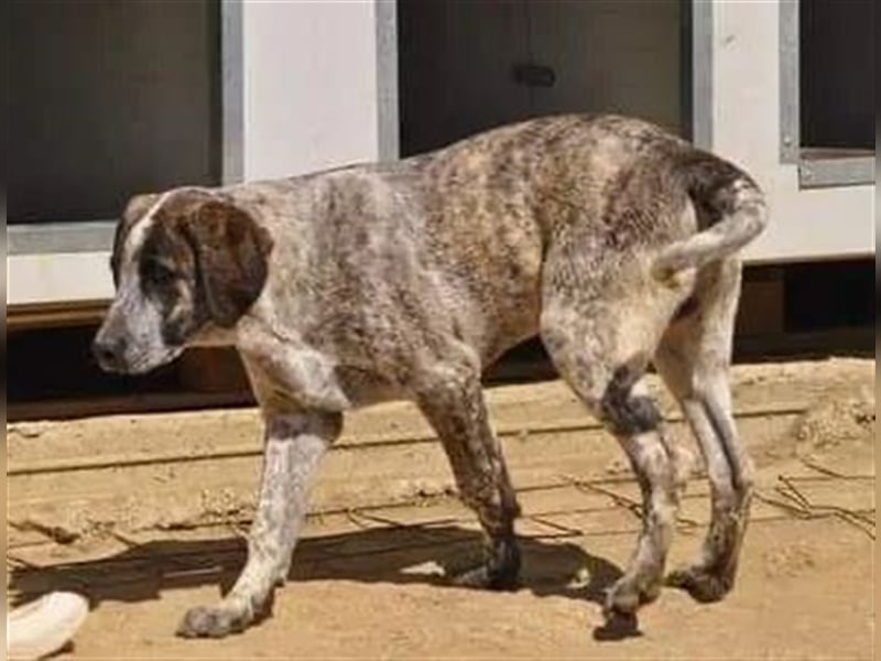 Colette, die kleine hübsche Schnüffelnase ist auf der Suche nach einem Zuhause!