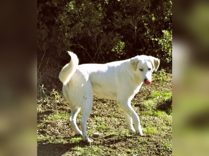 Flower sucht Menschen mit Herz, Humor und Hundeverstand!