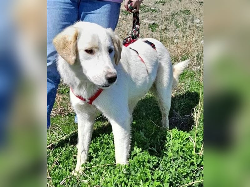 Flower sucht Menschen mit Herz, Humor und Hundeverstand!