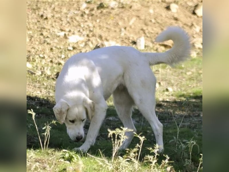 Flower sucht Menschen mit Herz, Humor und Hundeverstand!