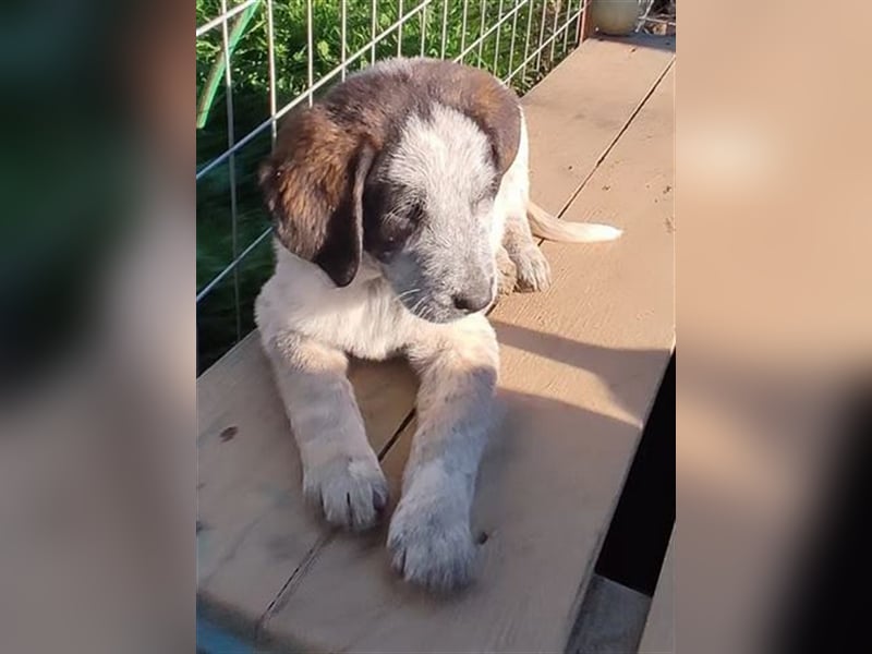 Colette, die kleine hübsche Schnüffelnase ist auf der Suche nach einem Zuhause!