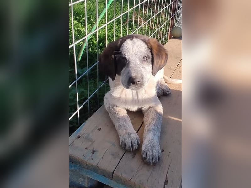 Colette, die kleine hübsche Schnüffelnase ist auf der Suche nach einem Zuhause!