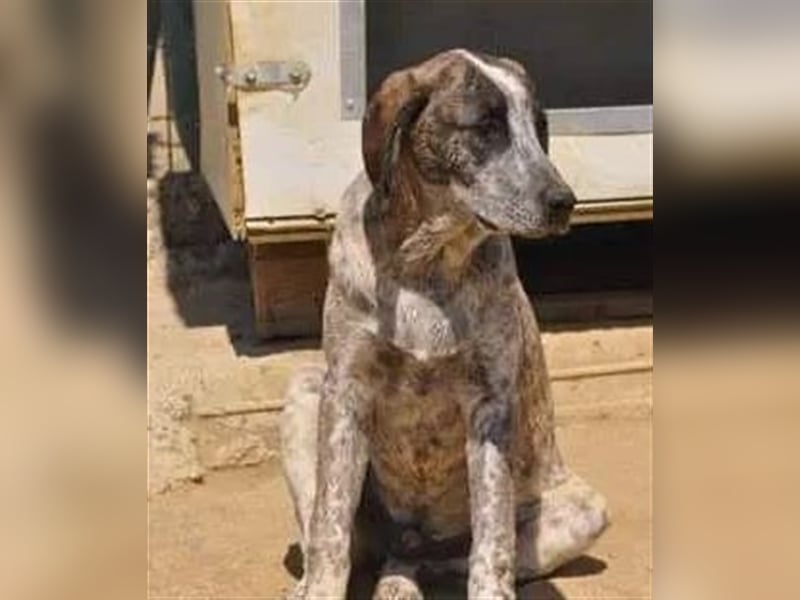 Colette, die kleine hübsche Schnüffelnase ist auf der Suche nach einem Zuhause!