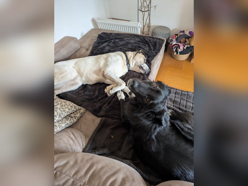 Zino sucht sein Zuhause