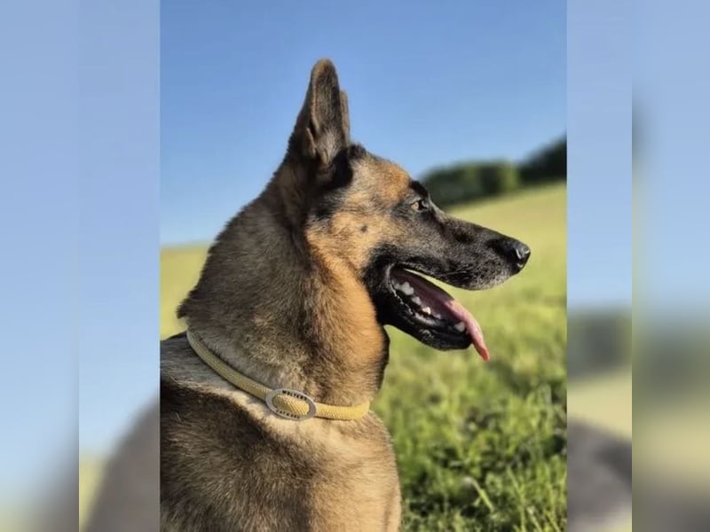 X-Mechelaar Deckrüde (Deutscher Schäferhund x Malinois)