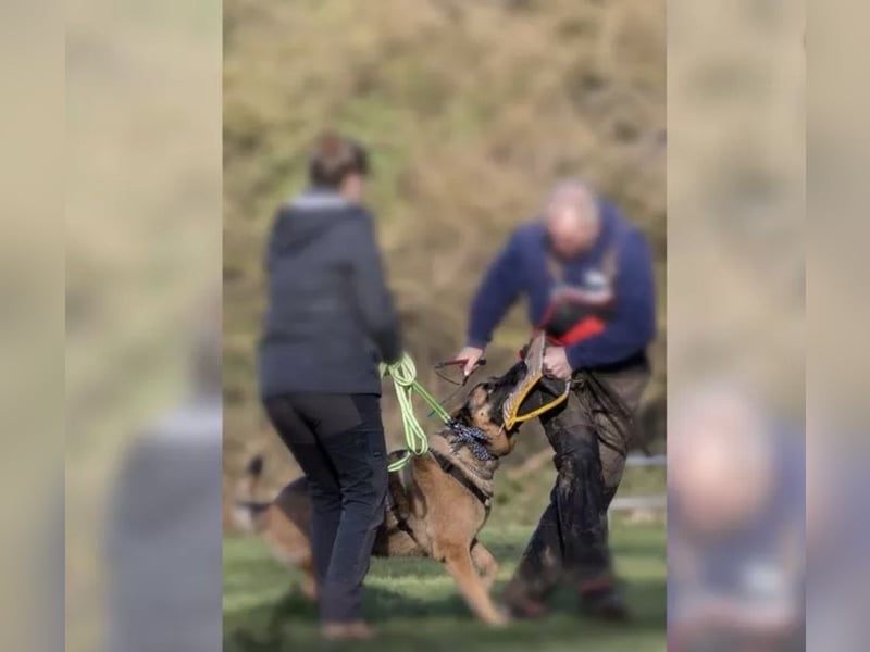 X-Mechelaar Deckrüde (Deutscher Schäferhund x Malinois)