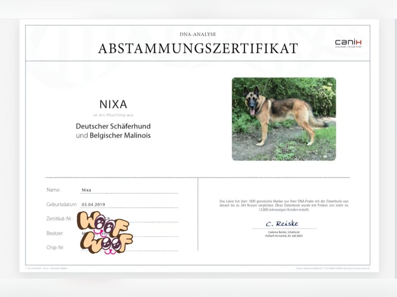 X-Mechelaar Deckrüde (Deutscher Schäferhund x Malinois)