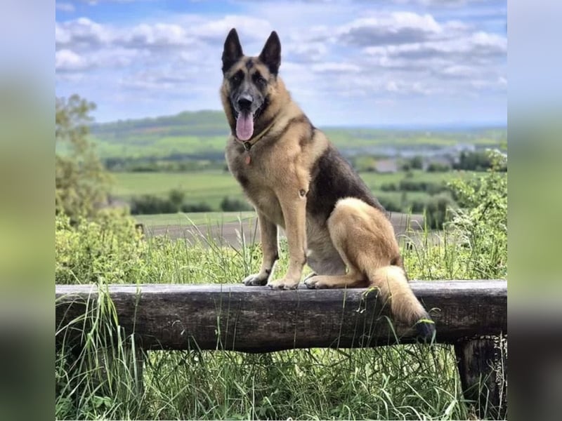 X-Mechelaar Deckrüde (Deutscher Schäferhund x Malinois)