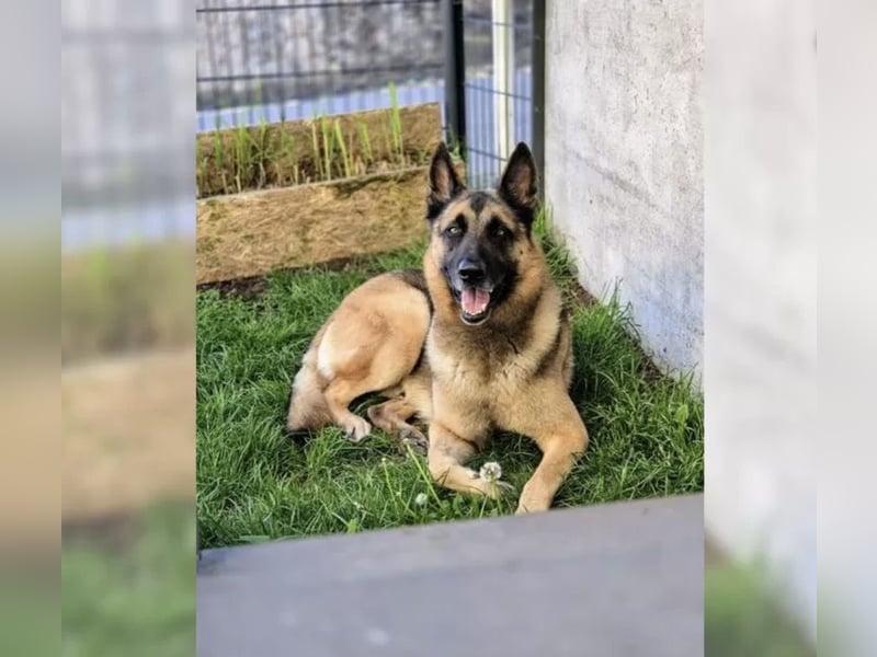 X-Mechelaar Deckrüde (Deutscher Schäferhund x Malinois)