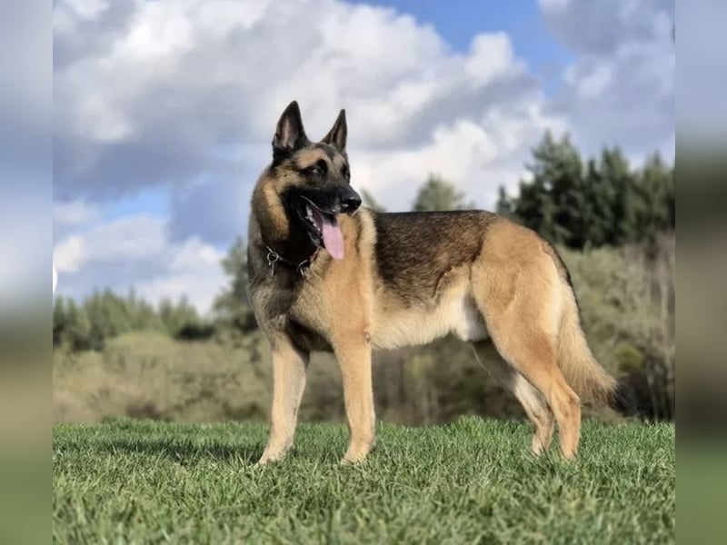 X-Mechelaar Deckrüde (Deutscher Schäferhund x Malinois)