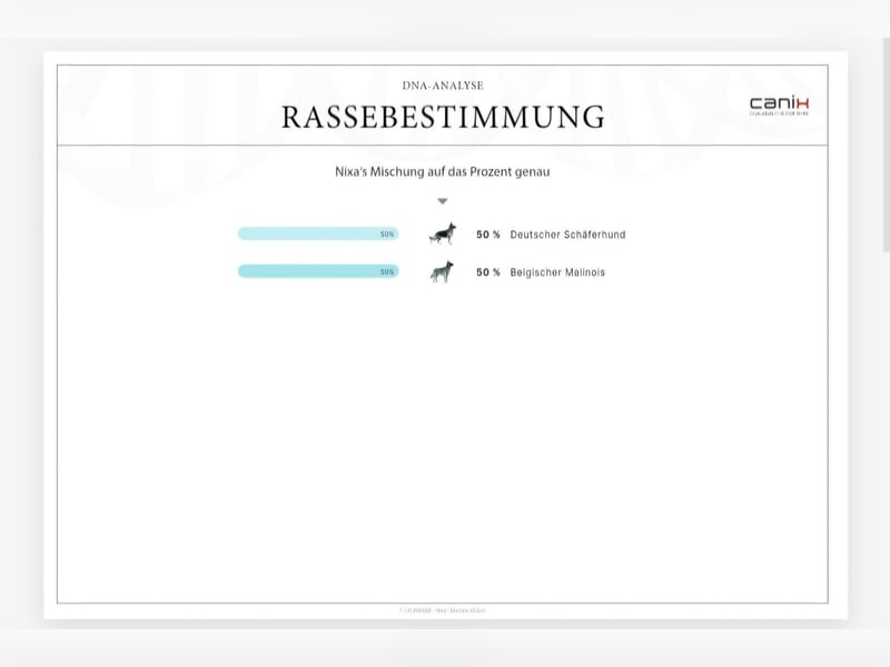 X-Mechelaar Deckrüde (Deutscher Schäferhund x Malinois)